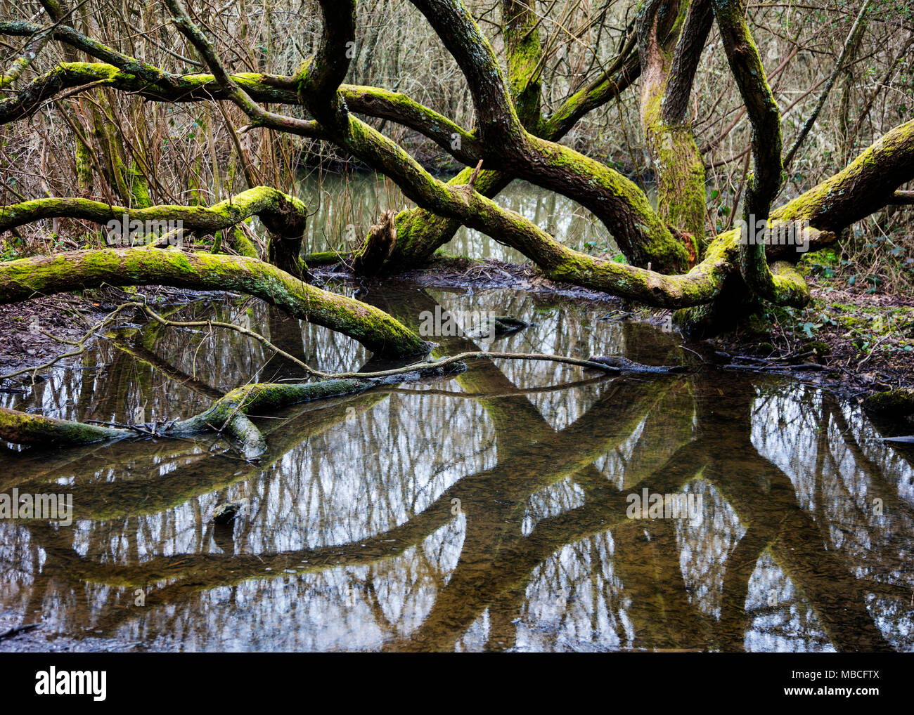 Part submerged trees hi-res stock photography and images - Alamy