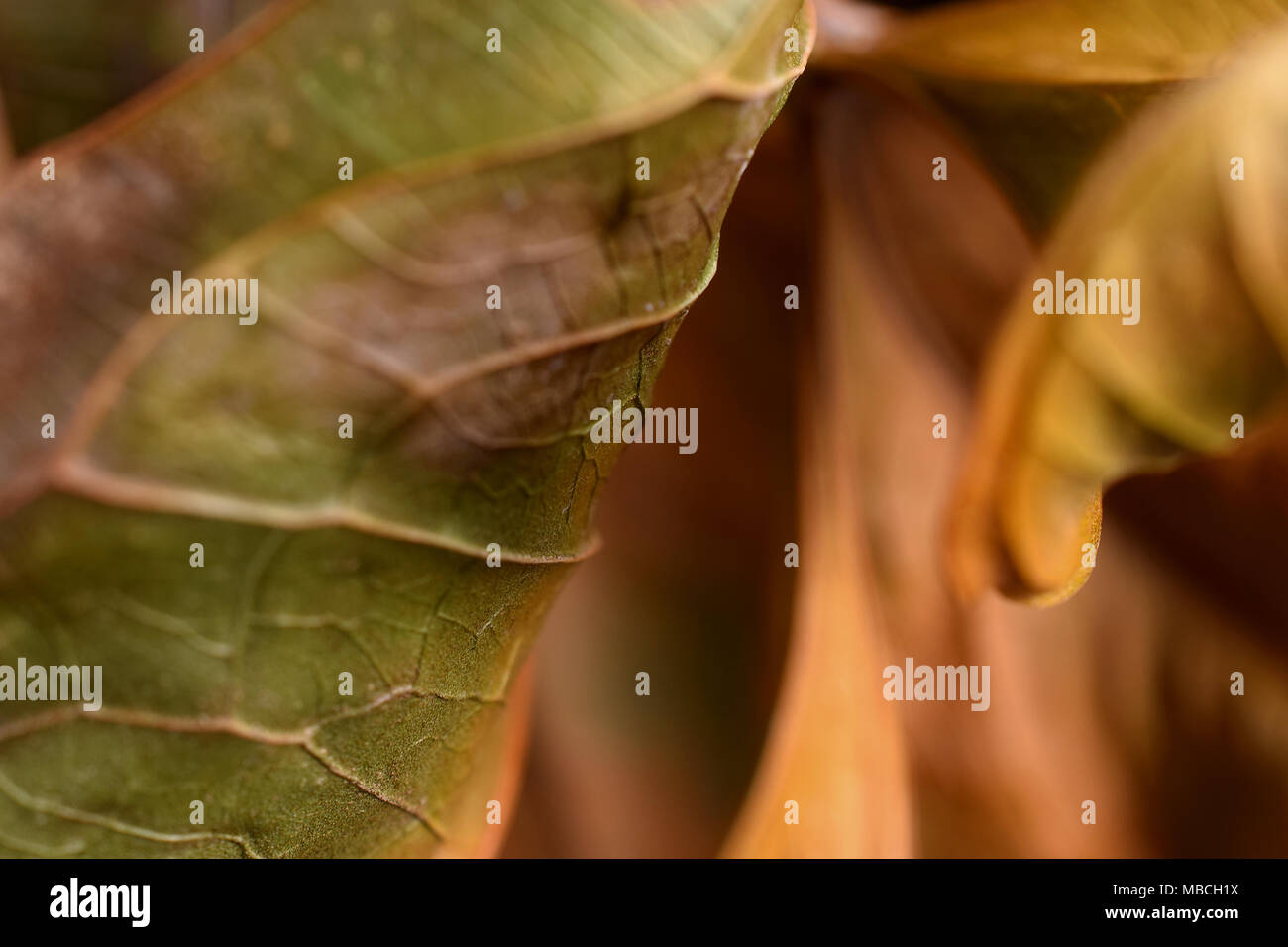 Leaves close up image as artistic nature background. Selective focus on foreground. Stock Photo