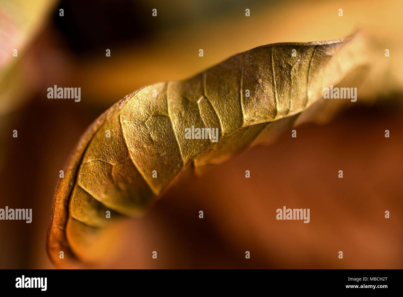 Close up of beautiful golden leaf with space for text. Studio macro shot, selective focus. Stock Photo