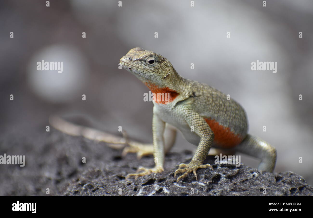 San Cristóbal lava lizard (Microlophus bivittatus) female basking and looking at camera Stock Photo