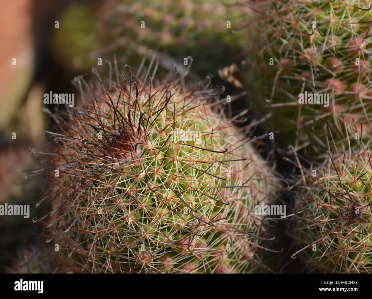 Closeup shot of a cactus Stock Photo