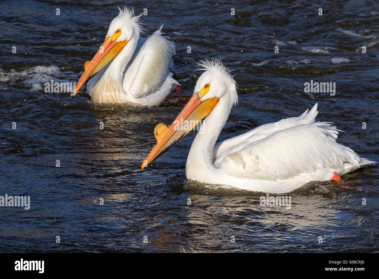 Breeding couple hi-res stock photography and images - Alamy