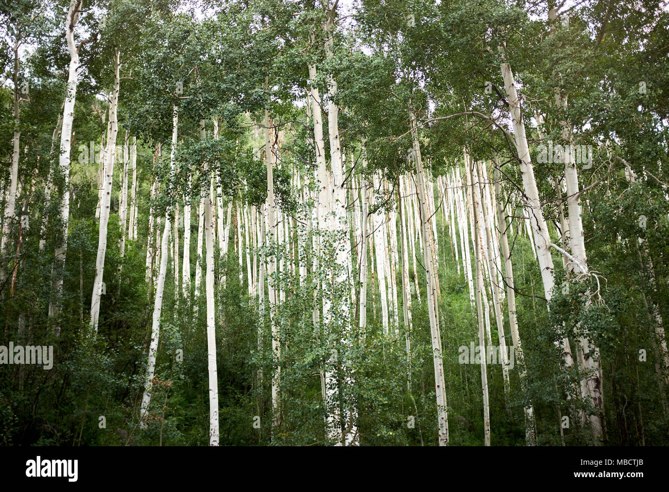 Plantation of tall straight aspen trees with their white bark on a mountain slope looking up to
