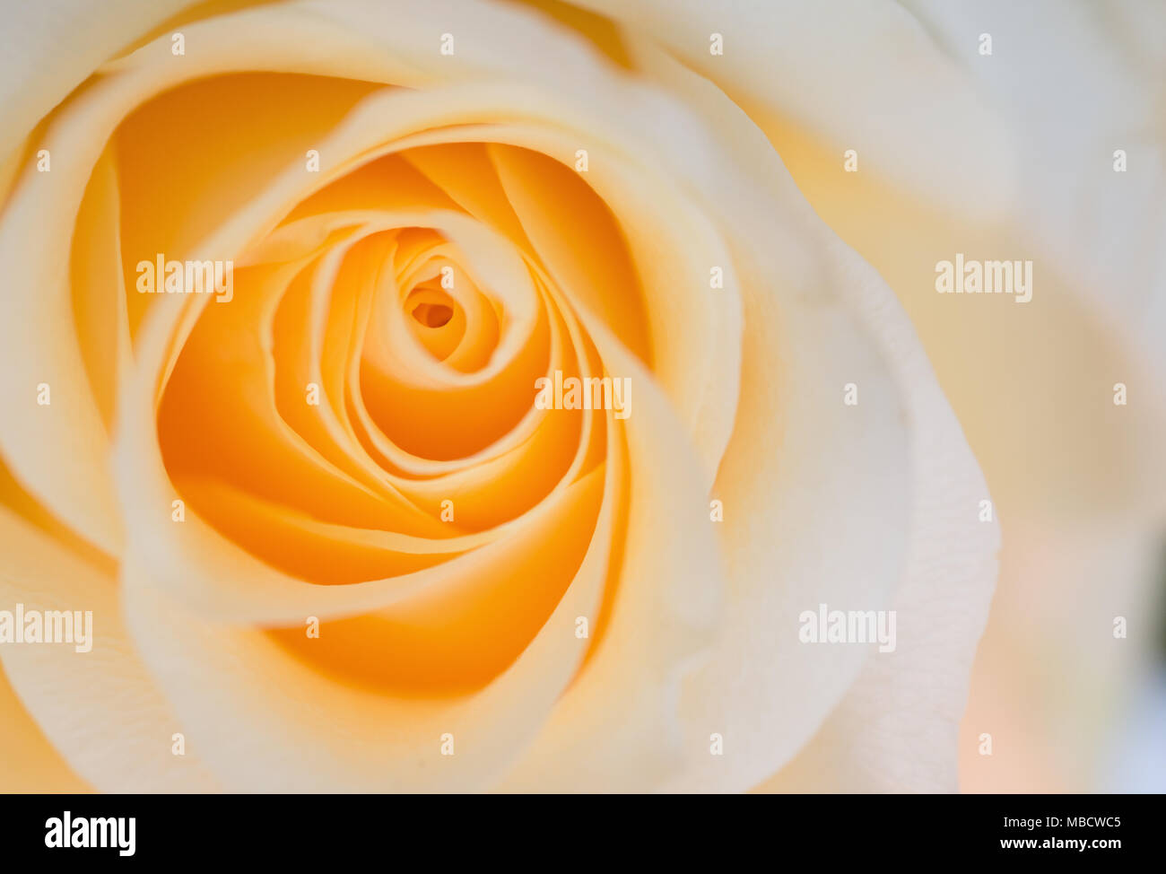 macro shot of beautiful apricotcolor rose flower. floral background Stock Photo