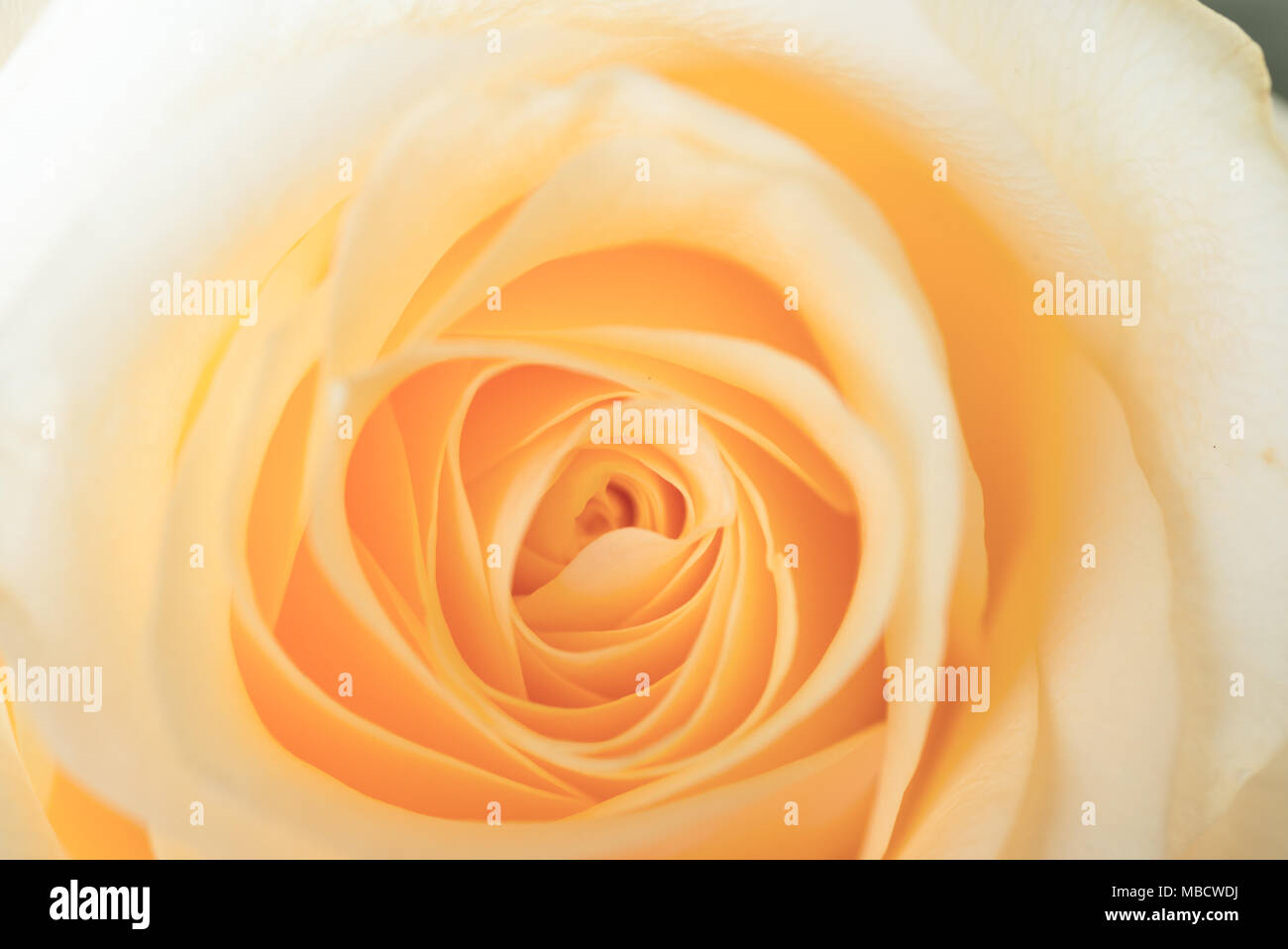macro shot of beautiful apricot color rose.  Floral background Stock Photo