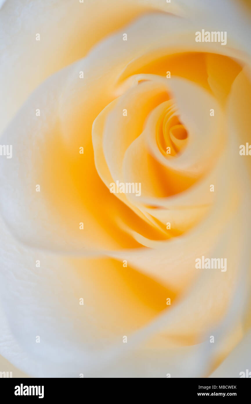 Abstract macro shot of beautiful apricot color rose.  Floral background Stock Photo