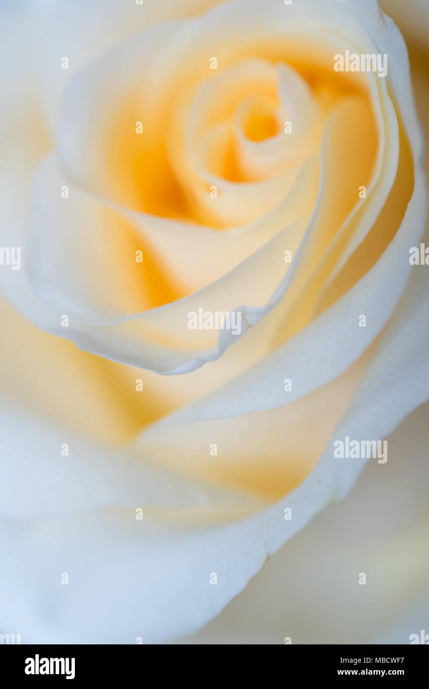 macro shot of beautiful apricotcolor rose flower. floral background Stock Photo
