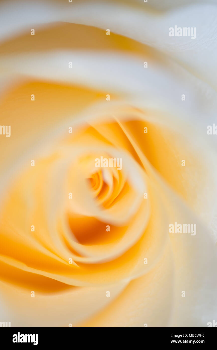 Abstract macro shot of beautiful apricot color rose.  Floral background with soft selective focus, Stock Photo