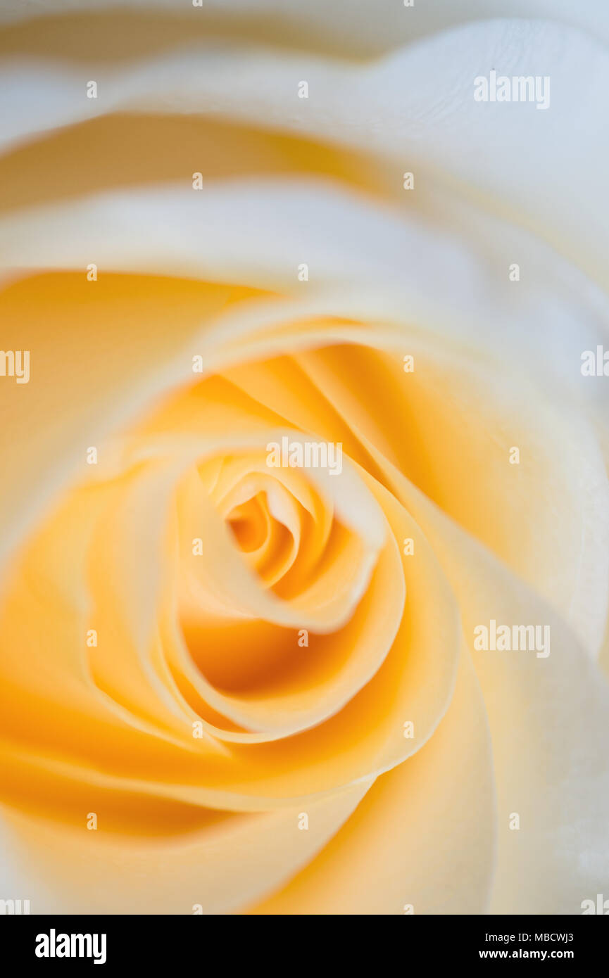 Abstract macro shot of beautiful apricot color rose.  Floral background with soft selective focus, shallow depth of field. Stock Photo