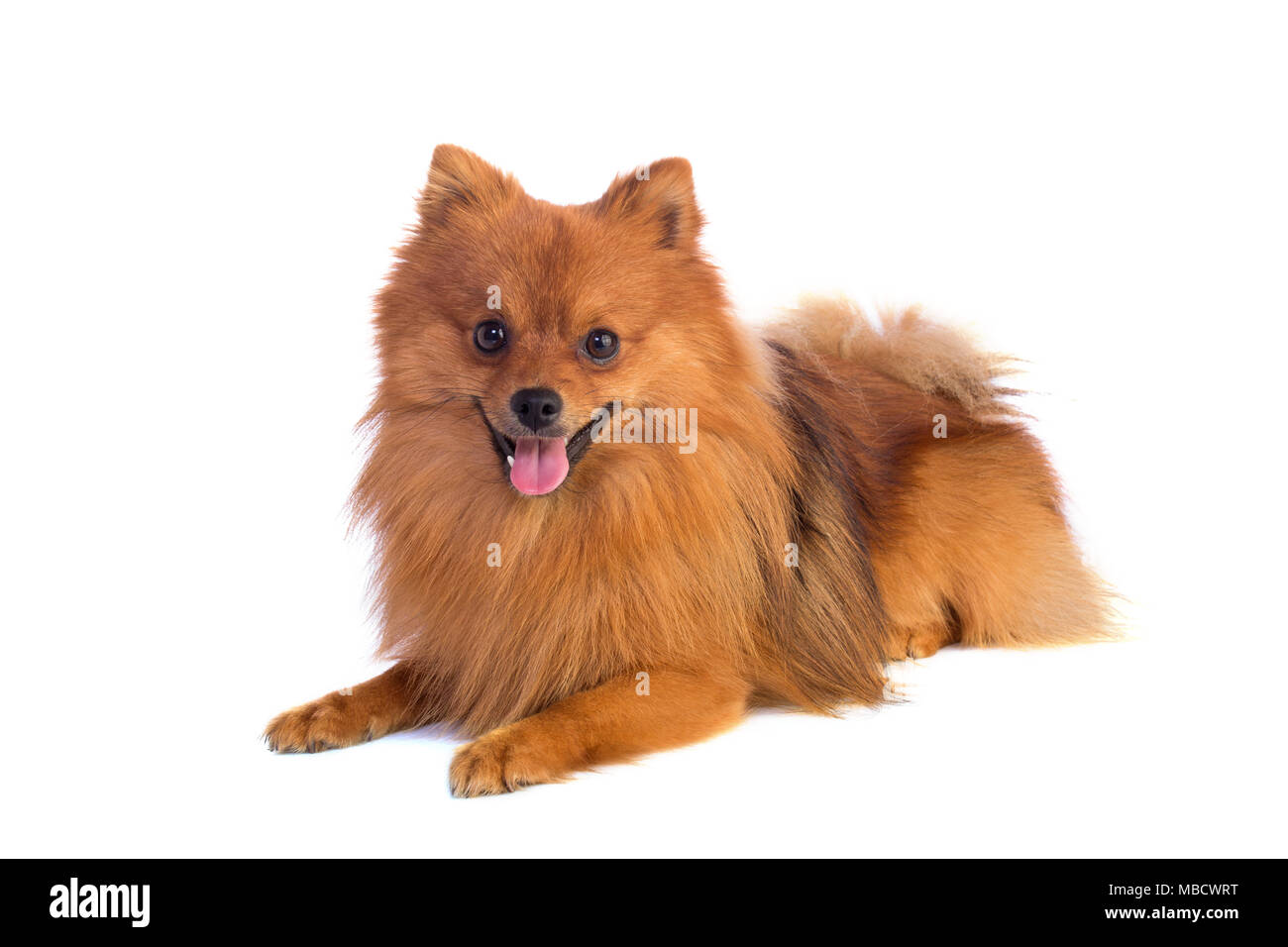 Lovely caramelcolored dog Stock Photo Alamy