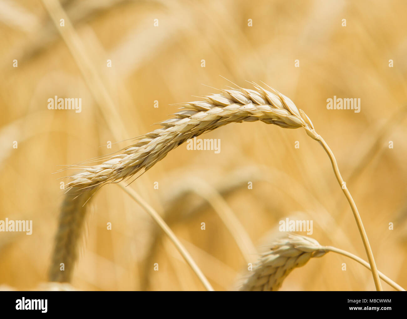 Spikelets winter wheat (Triticum L.) on the private sector in the summer Stock Photo