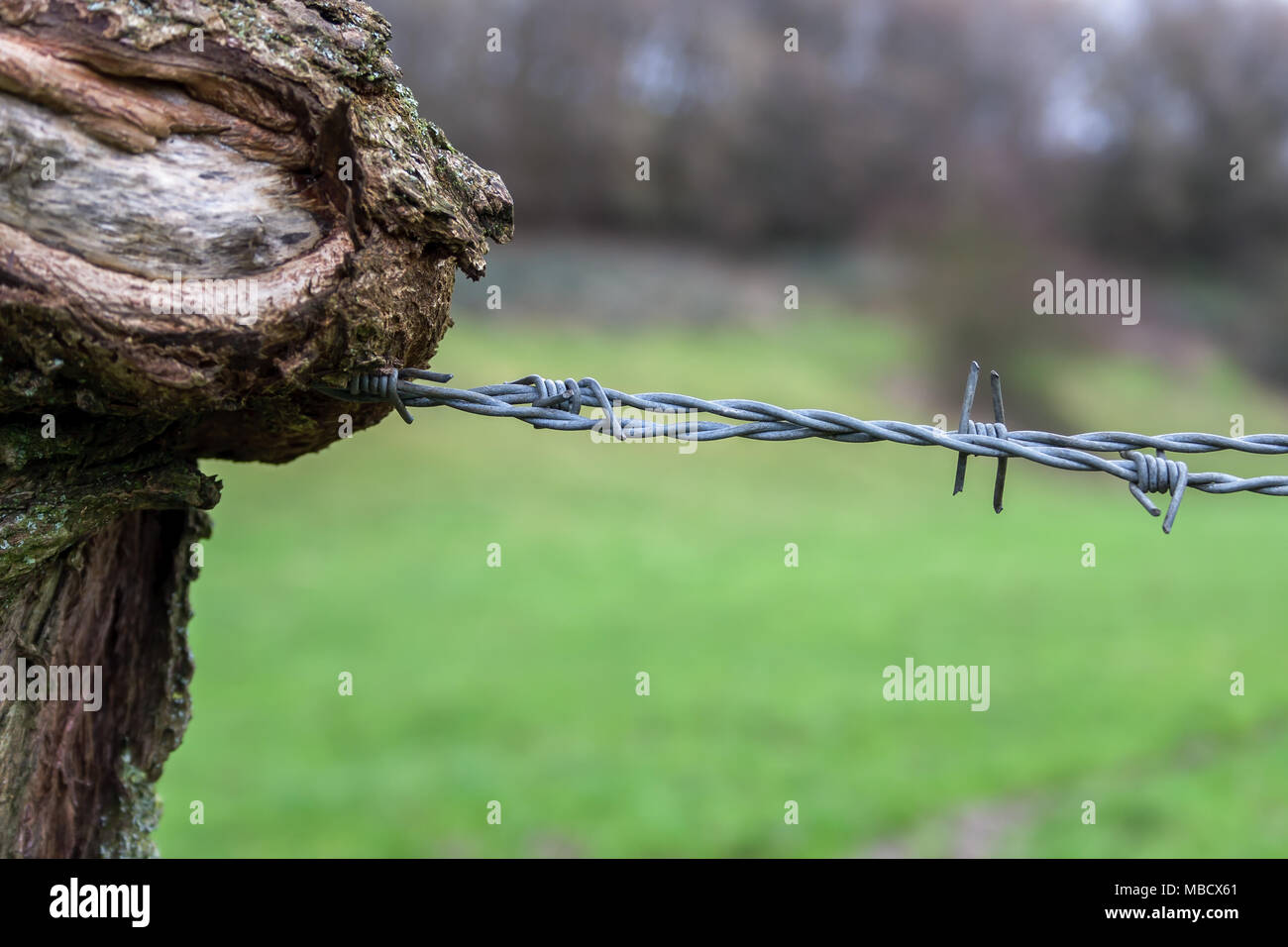 Barbed Wire And Tree High Resolution Stock Photography and Images Alamy