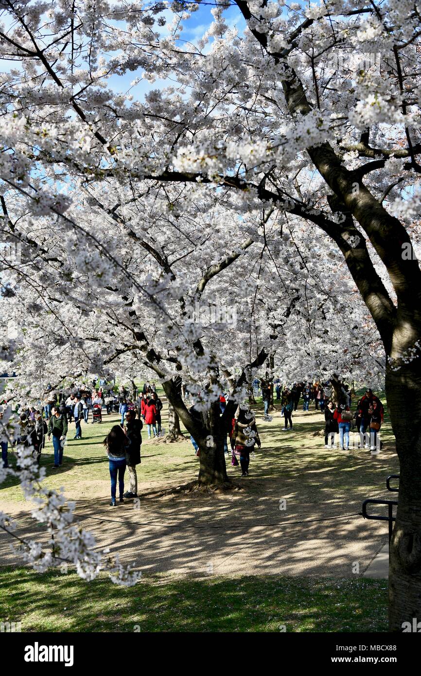 Peak bloom at the cherry blossom festival in Washington DC, USA Stock