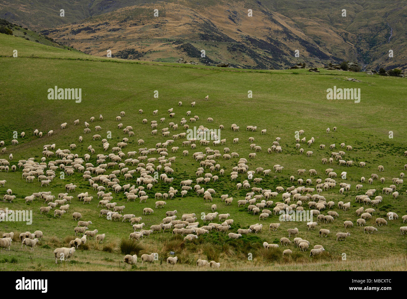 Sheep farm in New Zealand Stock Photo Alamy