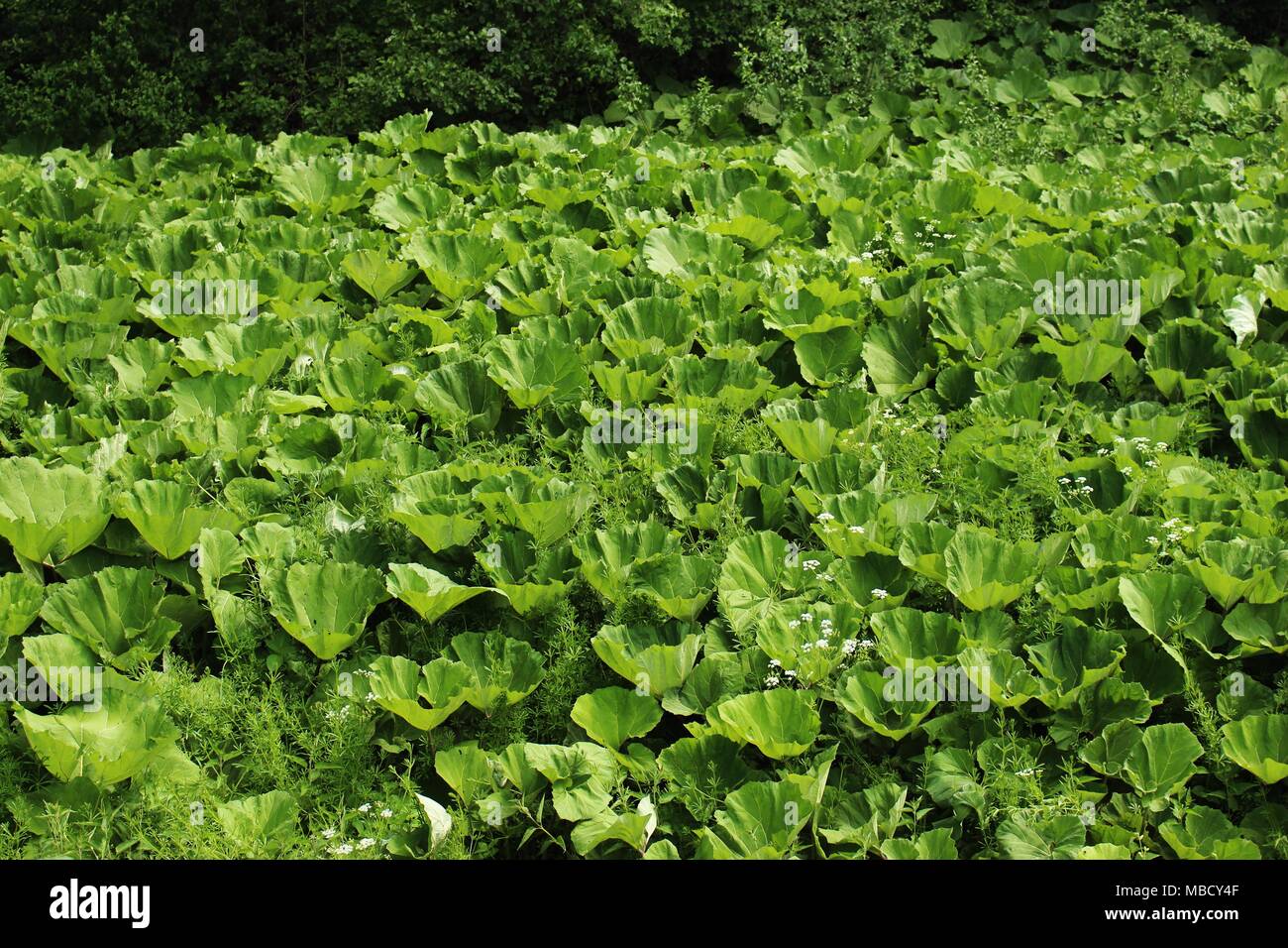 Big green leave of butterburs (Petasites) Stock Photo