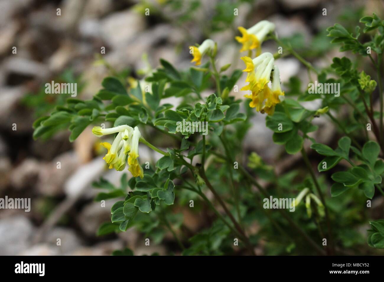 Wild species of Pseudofumaria alba on the mountain Tara Stock Photo