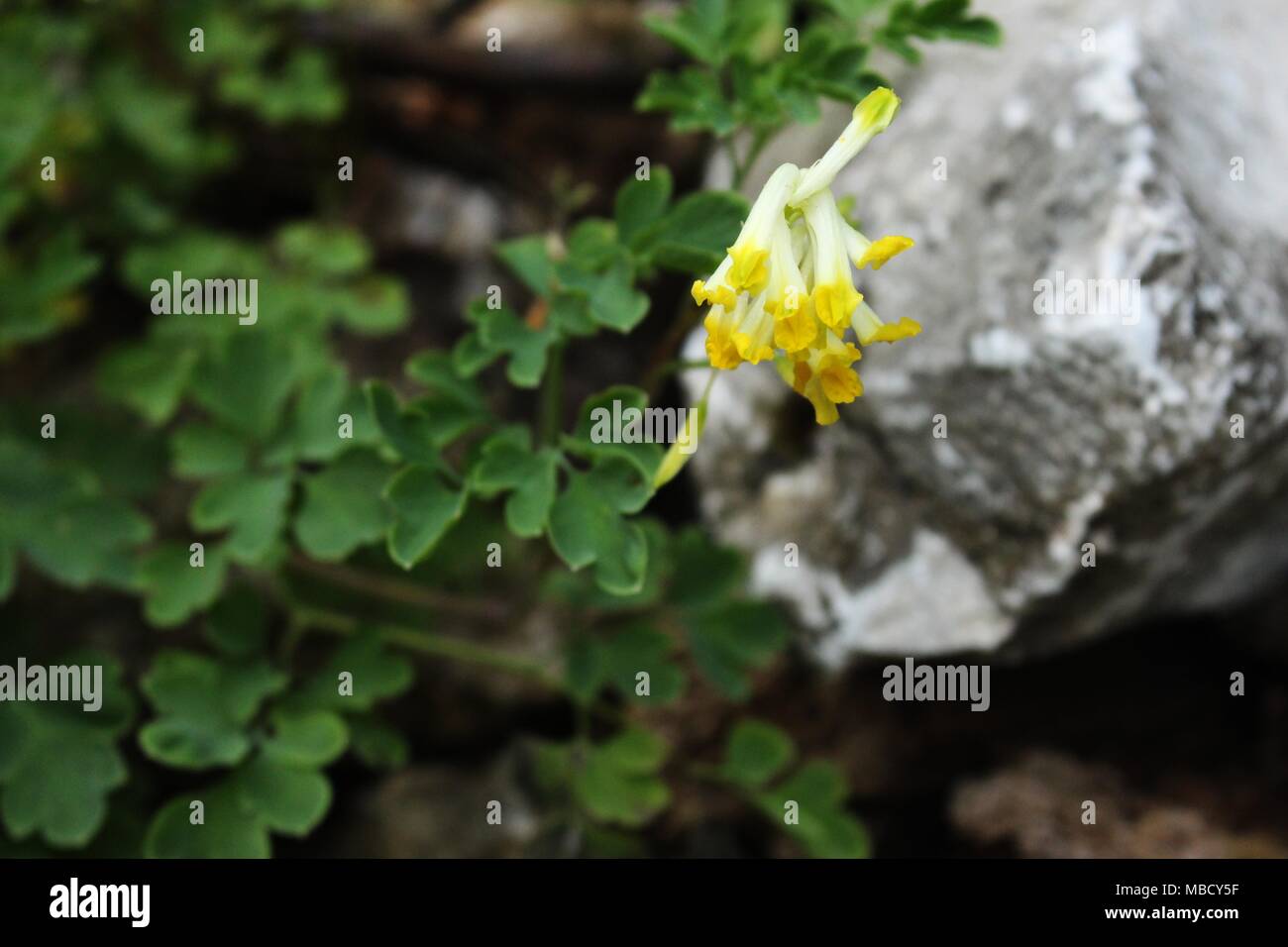 Wild species of Pseudofumaria alba on the mountain Tara Stock Photo
