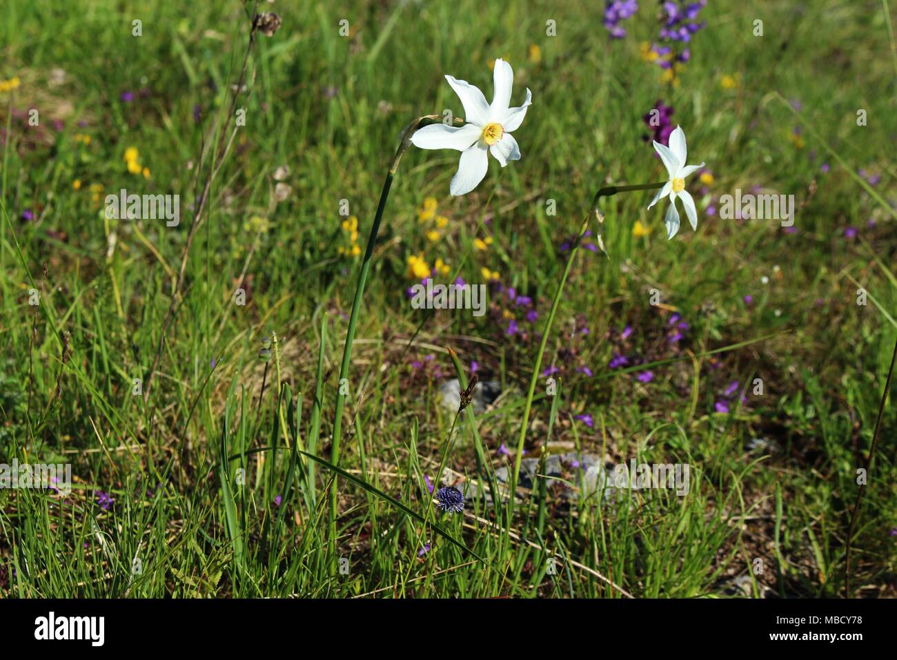 meadow with flowers of wild daffodils (Narcissus poeticus) on the Montenegrin mountain Durmitor Stock Photo