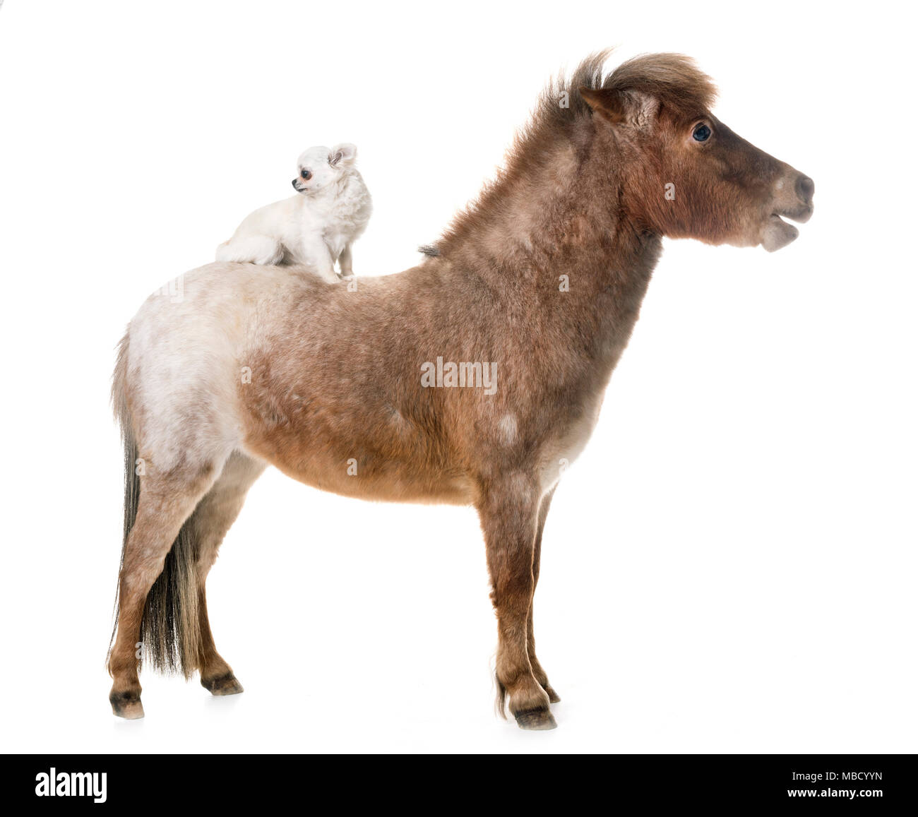 Falabella miniature horse in front of white background Stock Photo