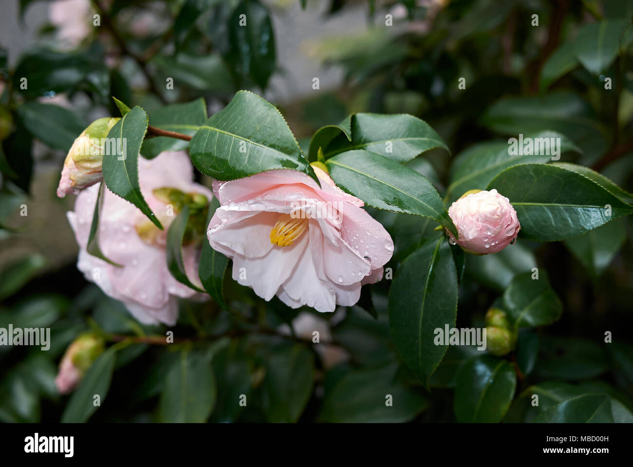 Camellia japonica pink hi-res stock photography and images - Alamy