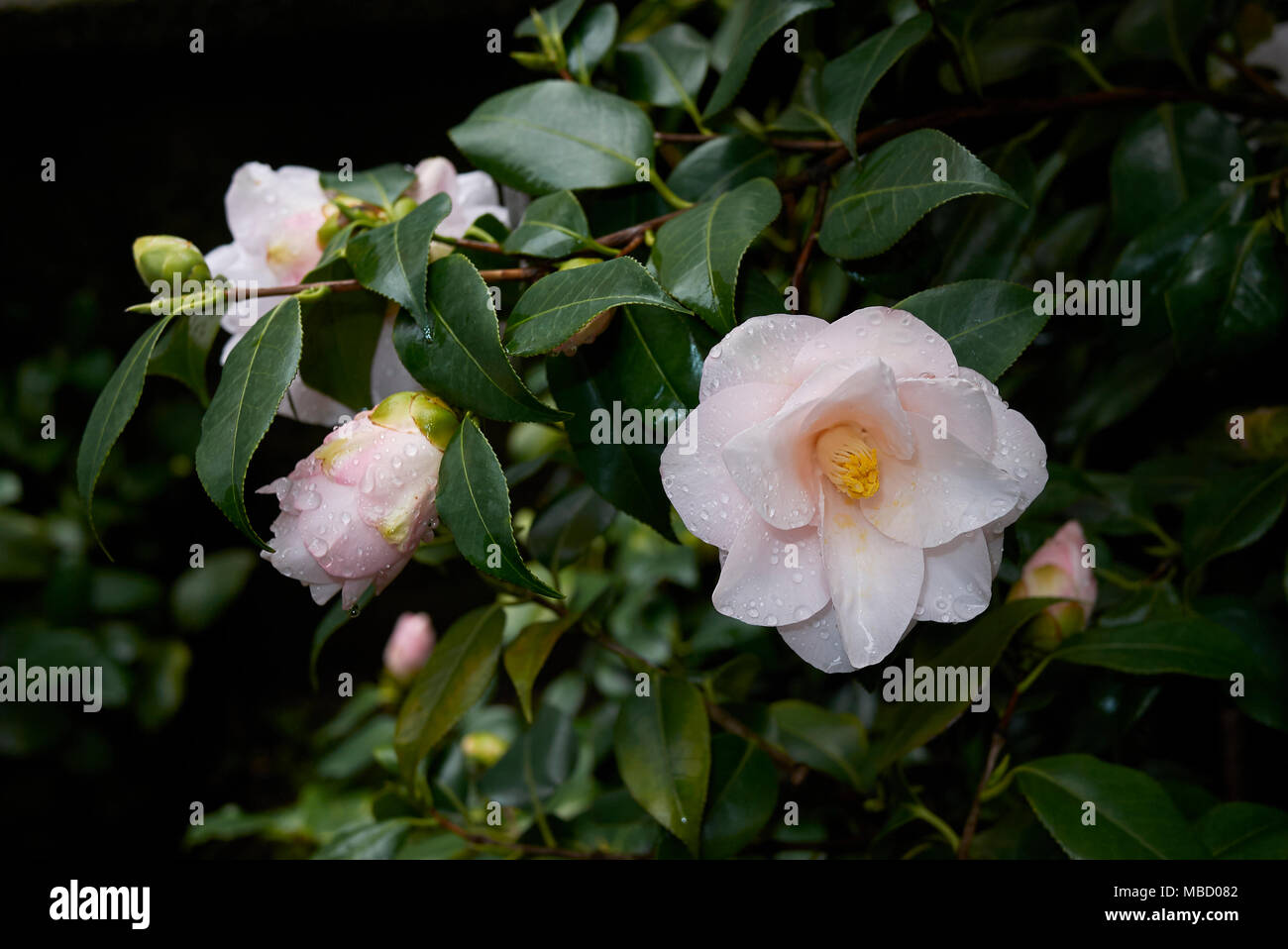 Camellia japonica with pink flowers Stock Photo - Alamy