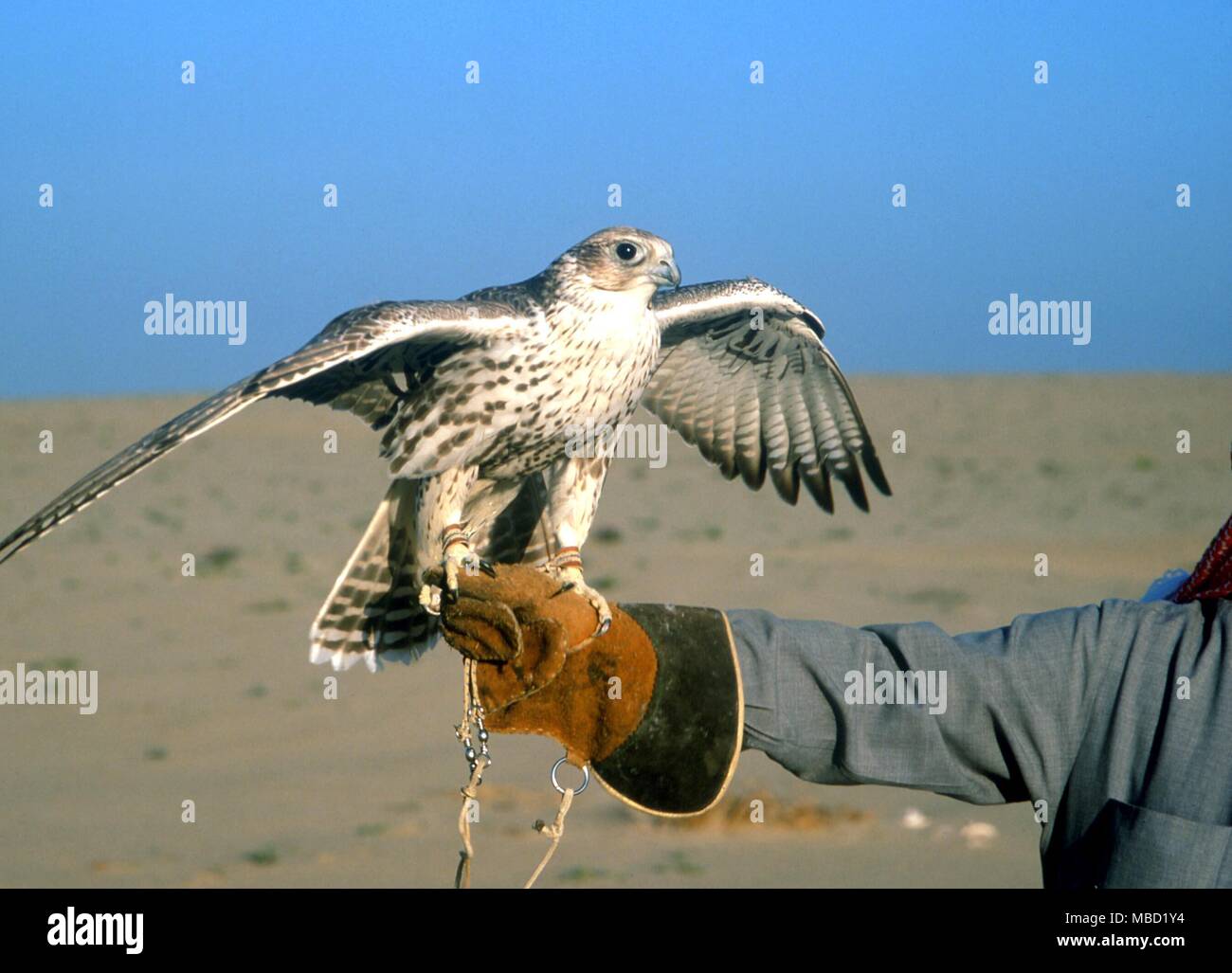 Falcons in the Kuwait desert, used for hunting desert creatures. Stock Photo