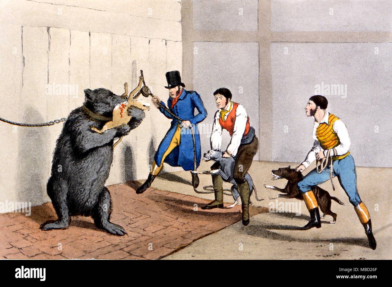 Bear-baiting. Coloured engraving of a bear, chained in a bear pit, tormented by dogs. From William B Boulton's The Amusements of Old London' 1901 Stock Photo