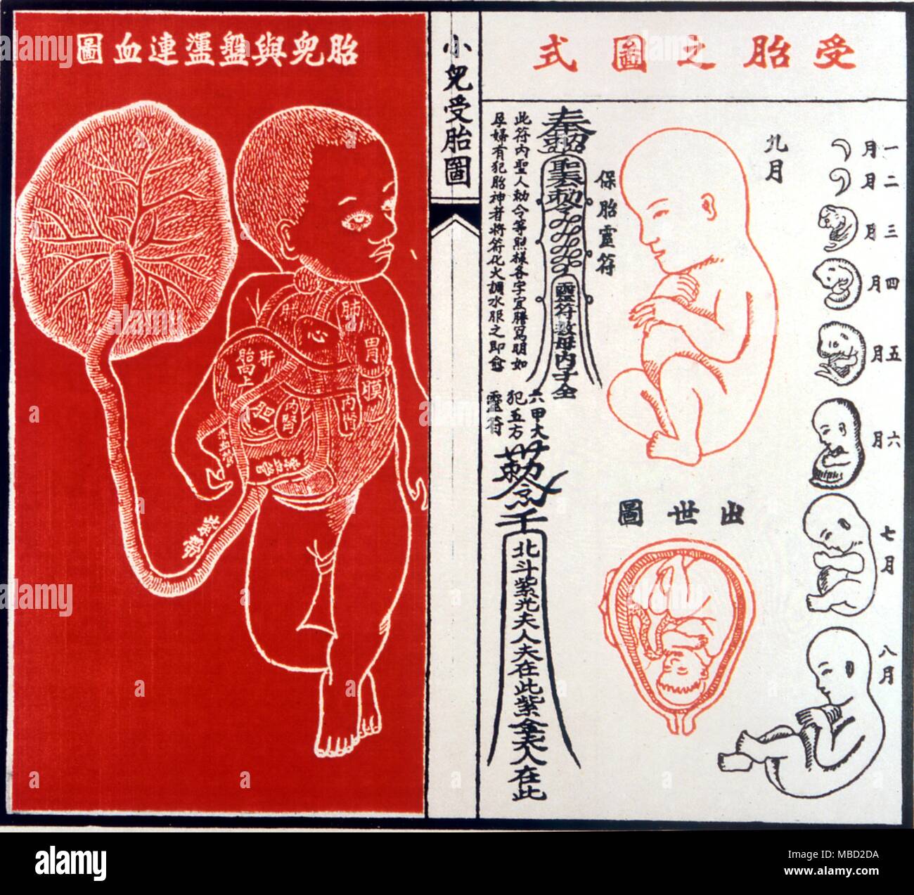 Chinese Medicine. Woodcut showing the different sizes of the growing embryo in the womb. Stock Photo