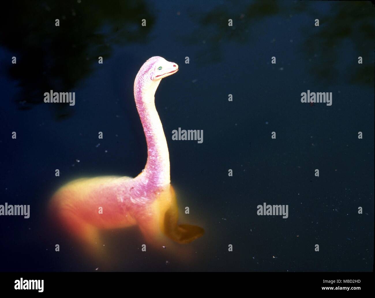 Model of the Loch Ness monster - Nessie - constructed from authenticated sightings. Stock Photo