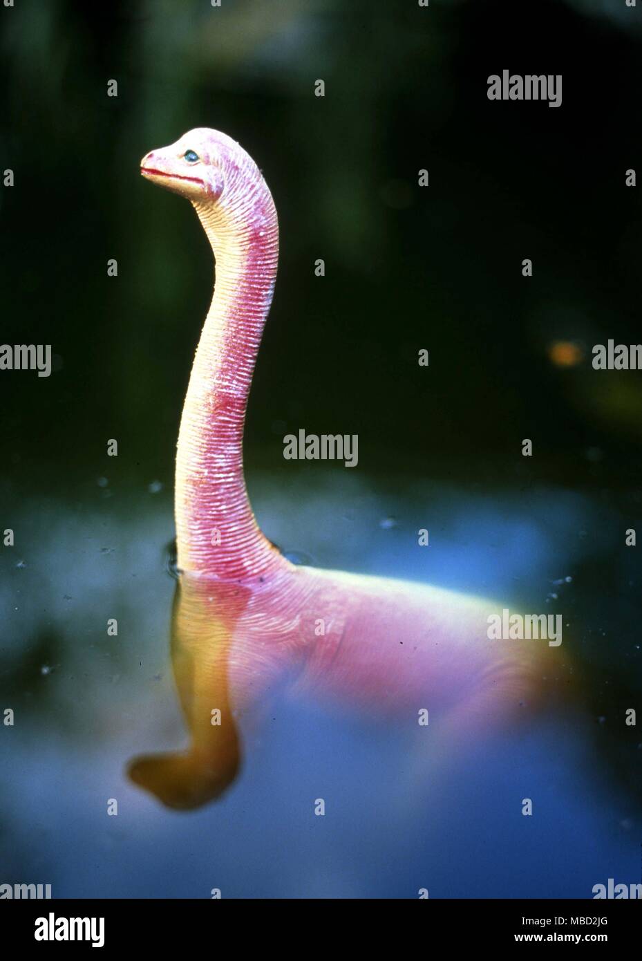 Model of the Loch Ness monster - Nessie - constructed from authenticated sightings. Stock Photo