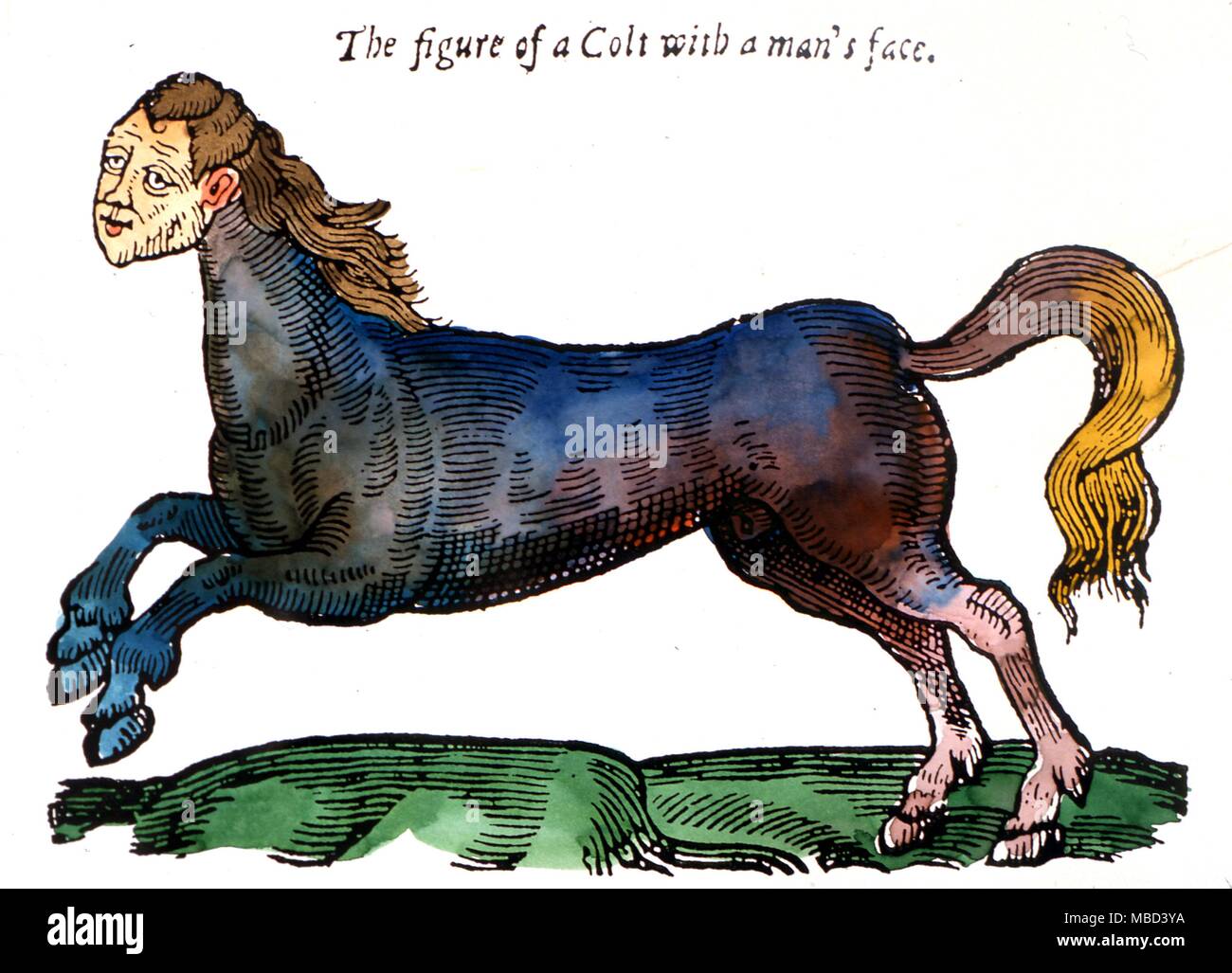 Horse faced hires stock photography and images Alamy