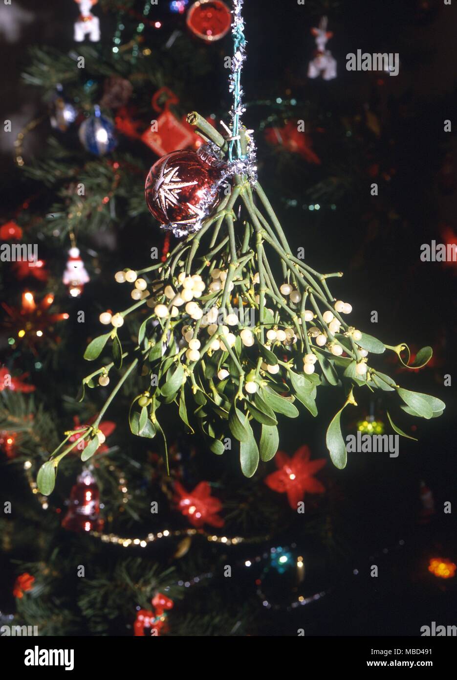 Festivals - Christmas mistletoe hanging as part of the Christmas festivities. - ©Charles Walker / Stock Photo