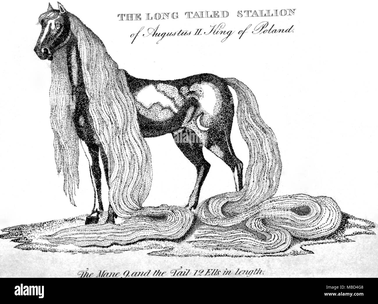 Strange Phenomena - Engraving of the long-tailed horse owned by Augustus II, King of Poland. Plate from Kirby's Wonderful Museum 1820. - © /Charles Walker Stock Photo