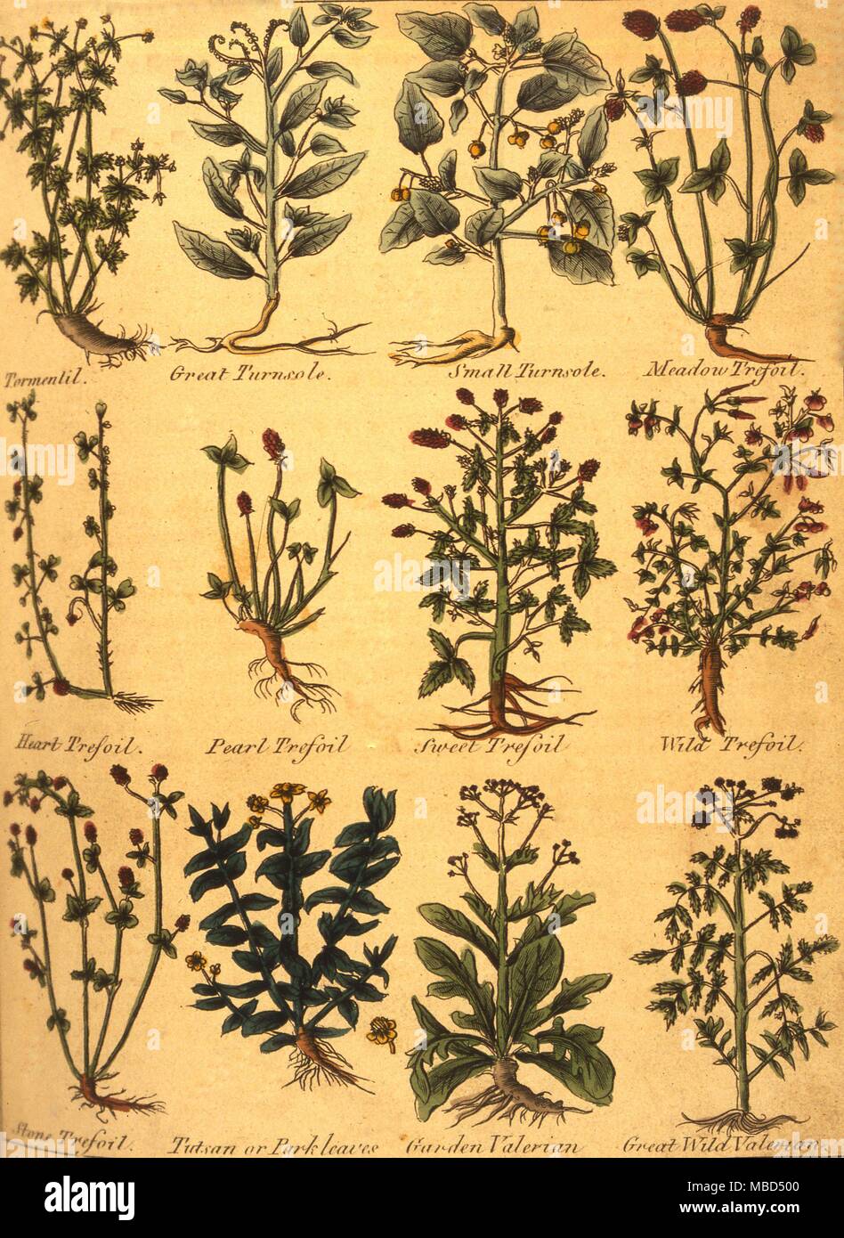 Page of herbs and plants from the 1805 edition of Culpepers English Physician and Complete Herbal Stock Photo