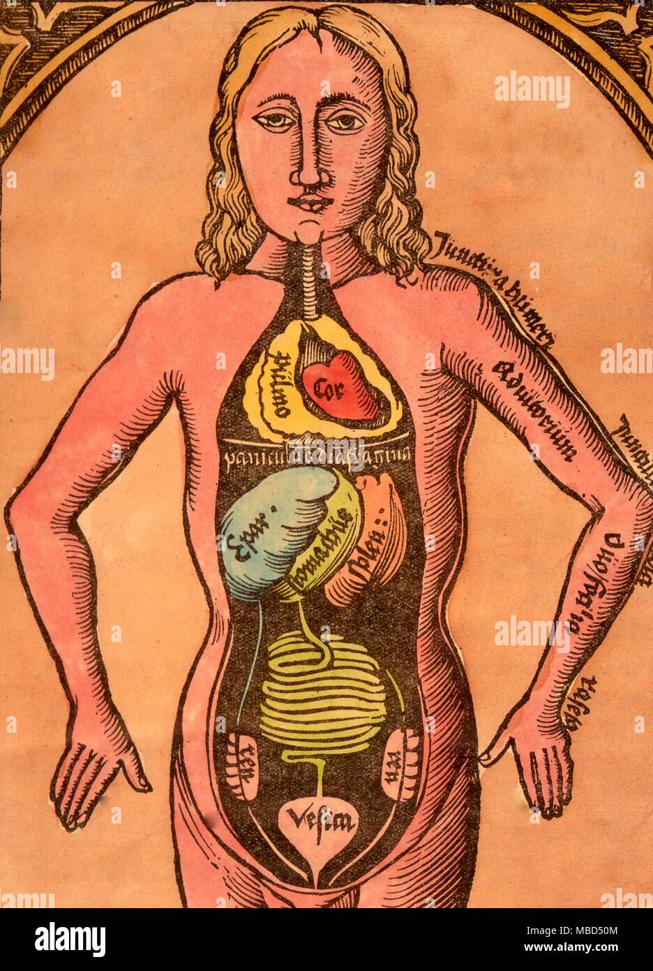 Herbal, displayed interior of a woman. Crude woodcut showing inner organ of the female body. From Jodocus Trutvetter, 'Summa in totam physicen', Erfurt, 1514. The text is virtually encyclopedic Stock Photo