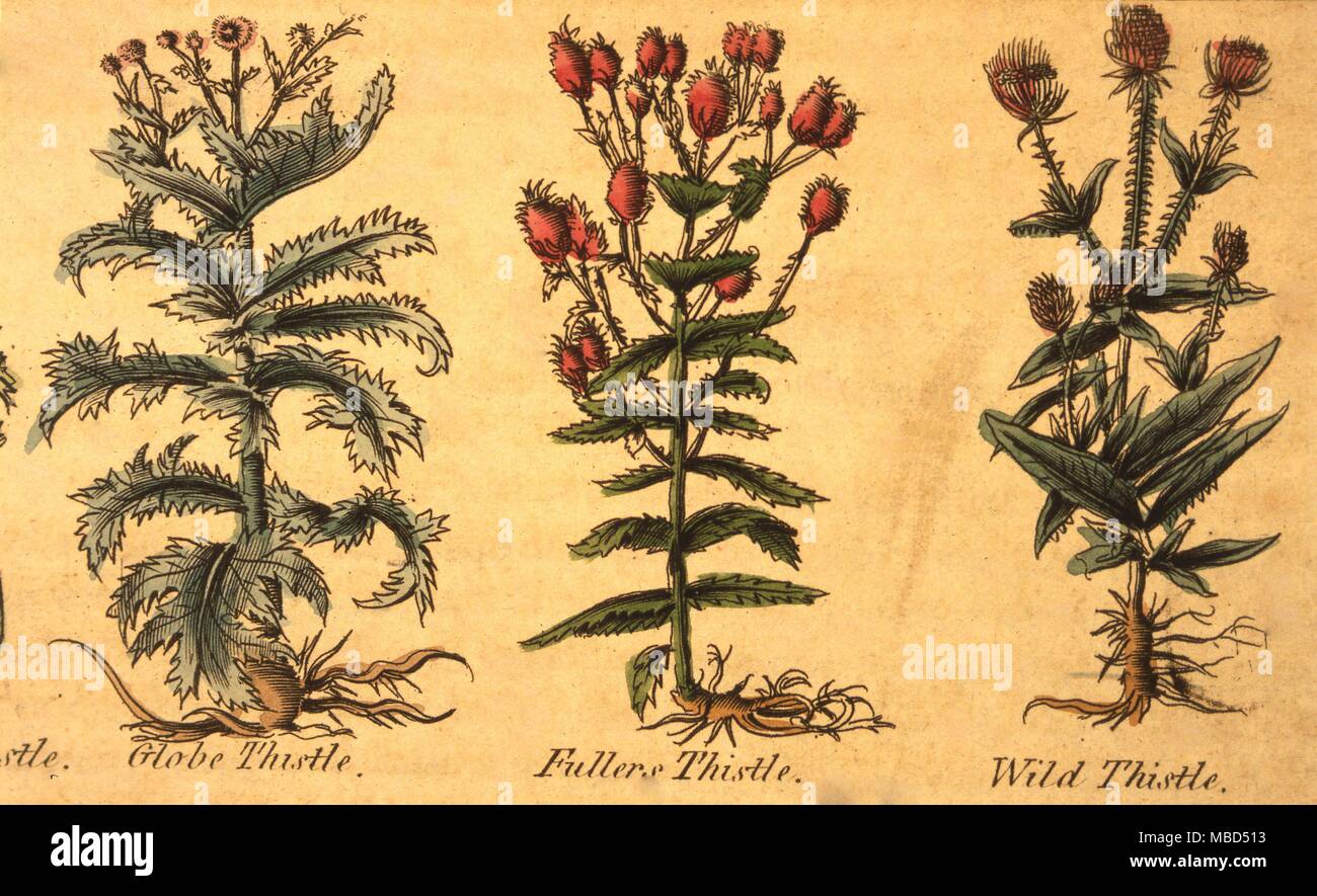 Page of herbs and plant from the 1805 edition of 'Culpepers English Physician and Complete Herbal' Stock Photo