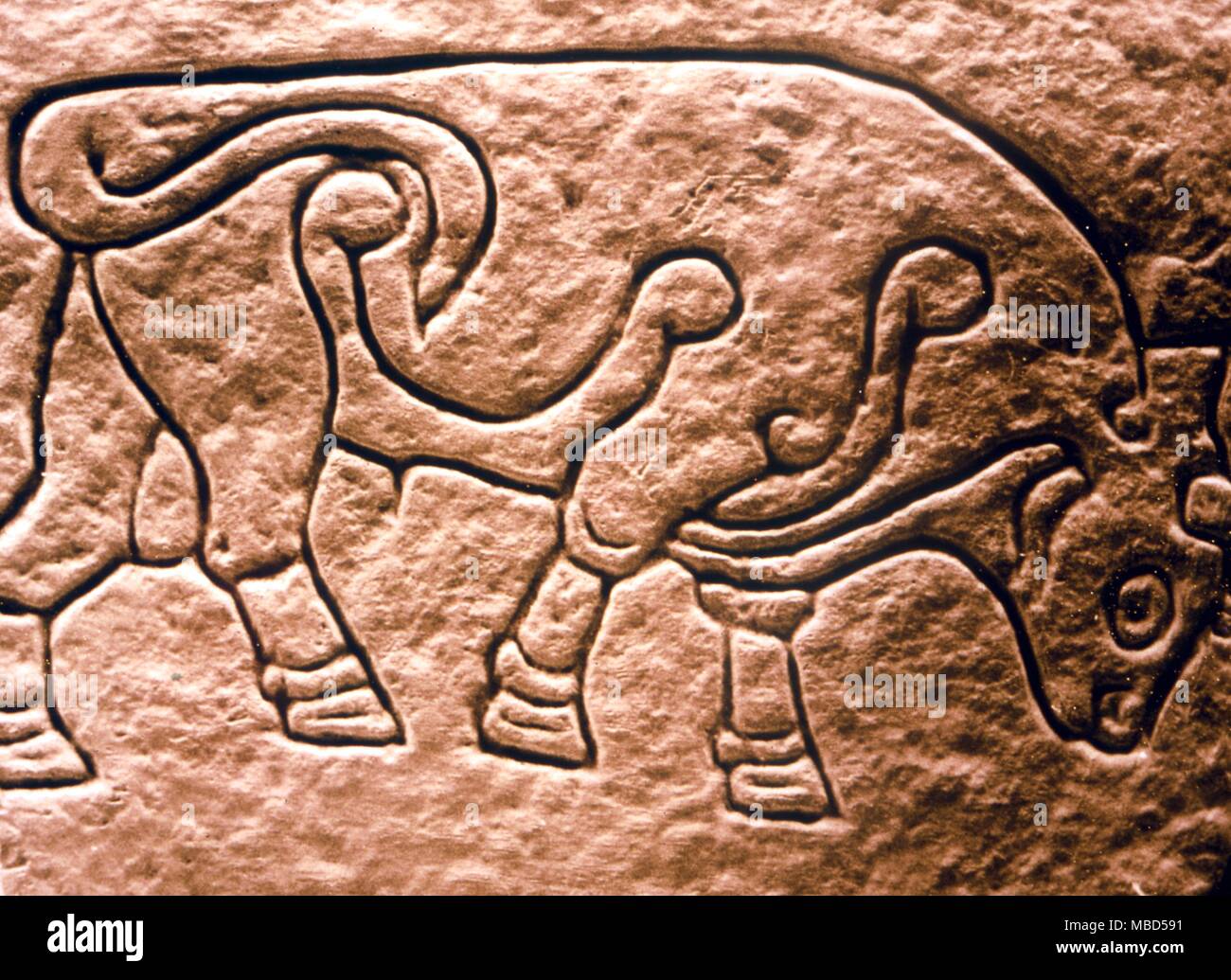 Pictish. The Burghead Bull, an 8th century Pictish carving found during the excavation of ancient wells. Stock Photo