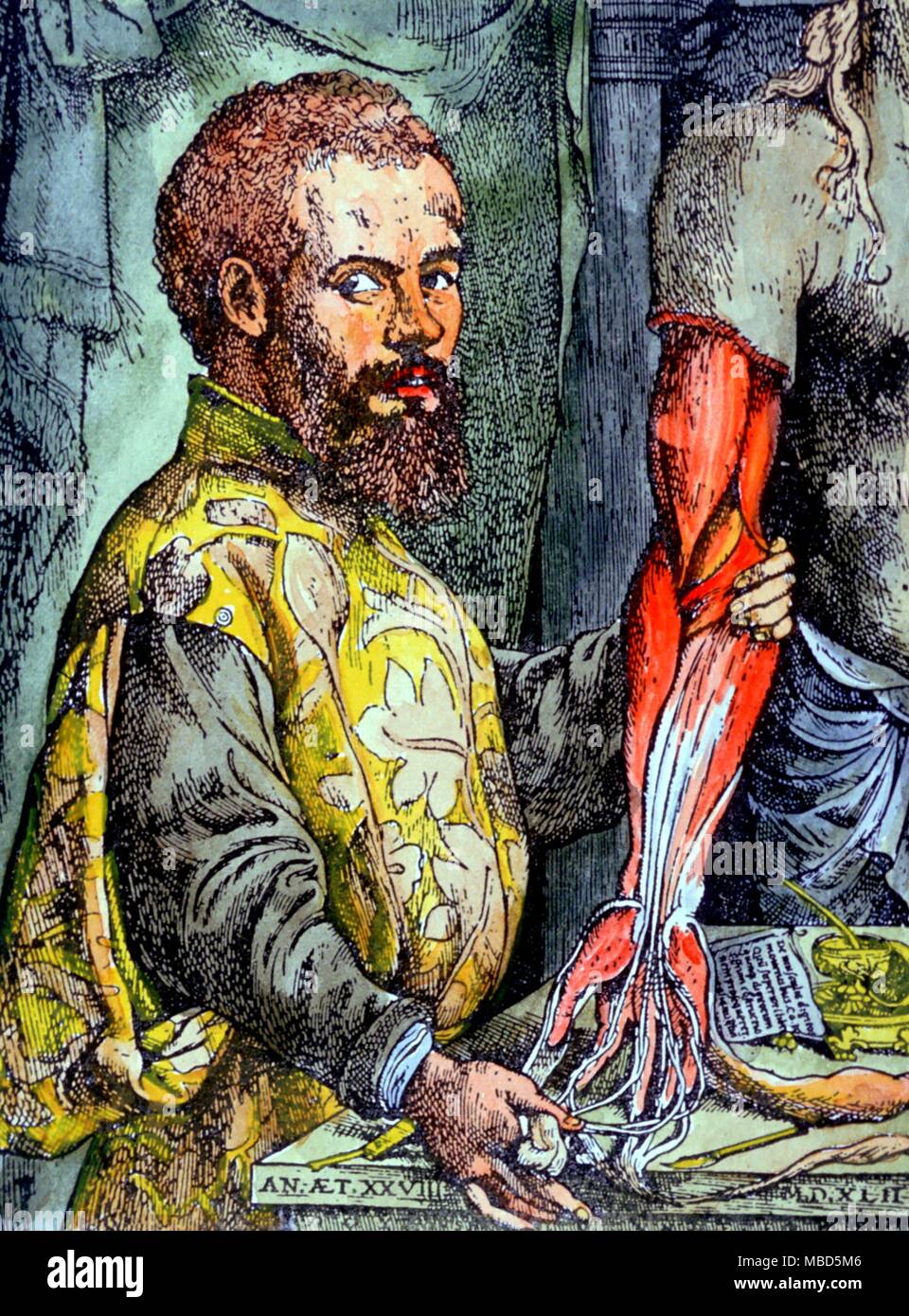 Medical - Vesalius. Portrait of the great anatomist, Andreas Vesalius, in 1543. His first human dissection was on a skeleton he stole from the gallows of the city of Louvain. Stock Photo