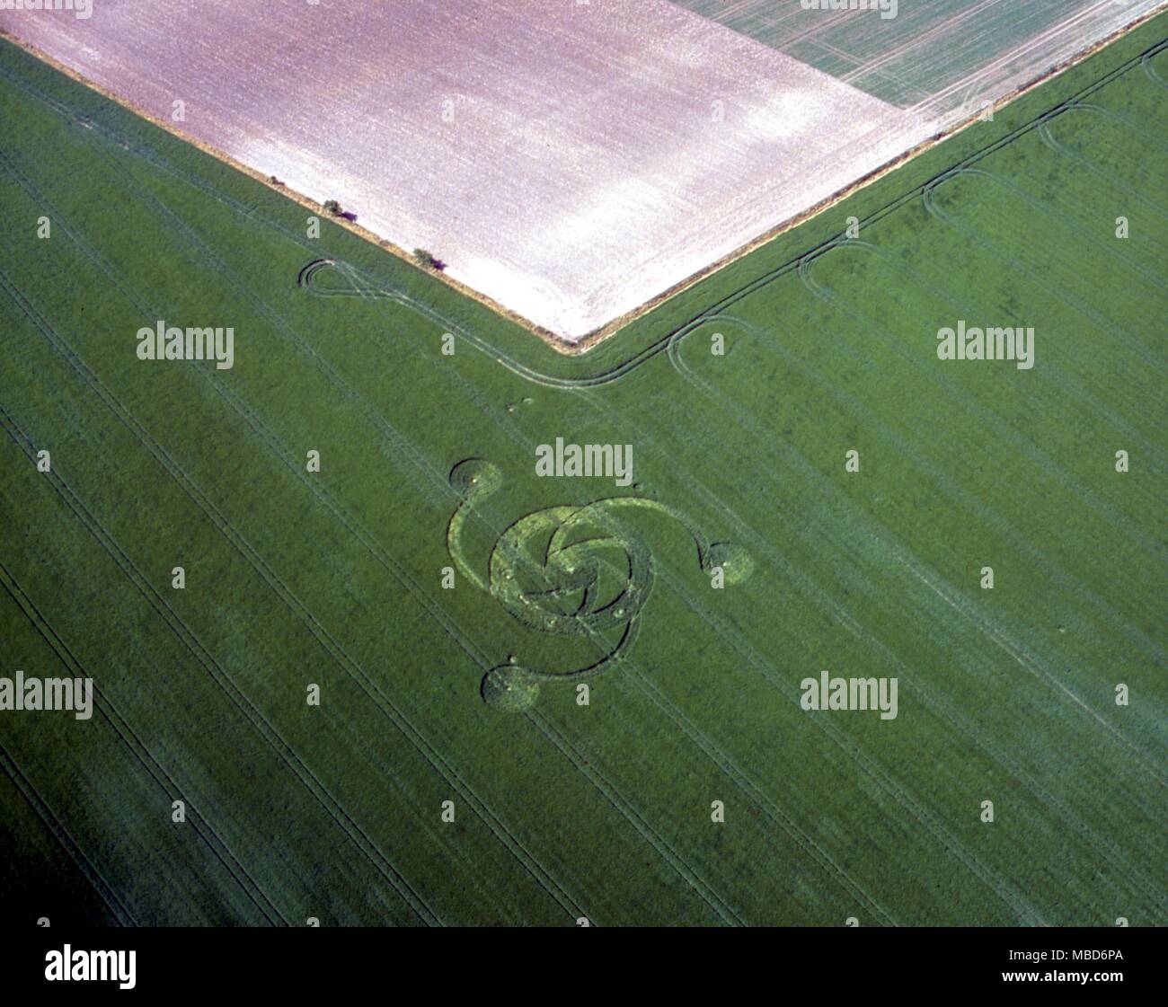 CORN CIRCLES - complex circles, joined to curvilinear solar wheel. Wiltshire (between Westbury and Avebury) last week in May 1994 Stock Photo