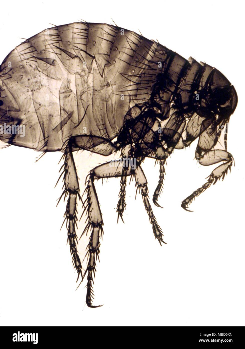 Flea photographed through a microscope. For use in comparison with the Ghost of a Flea, drawn and painted by Blake, engraved by John Varley Stock Photo