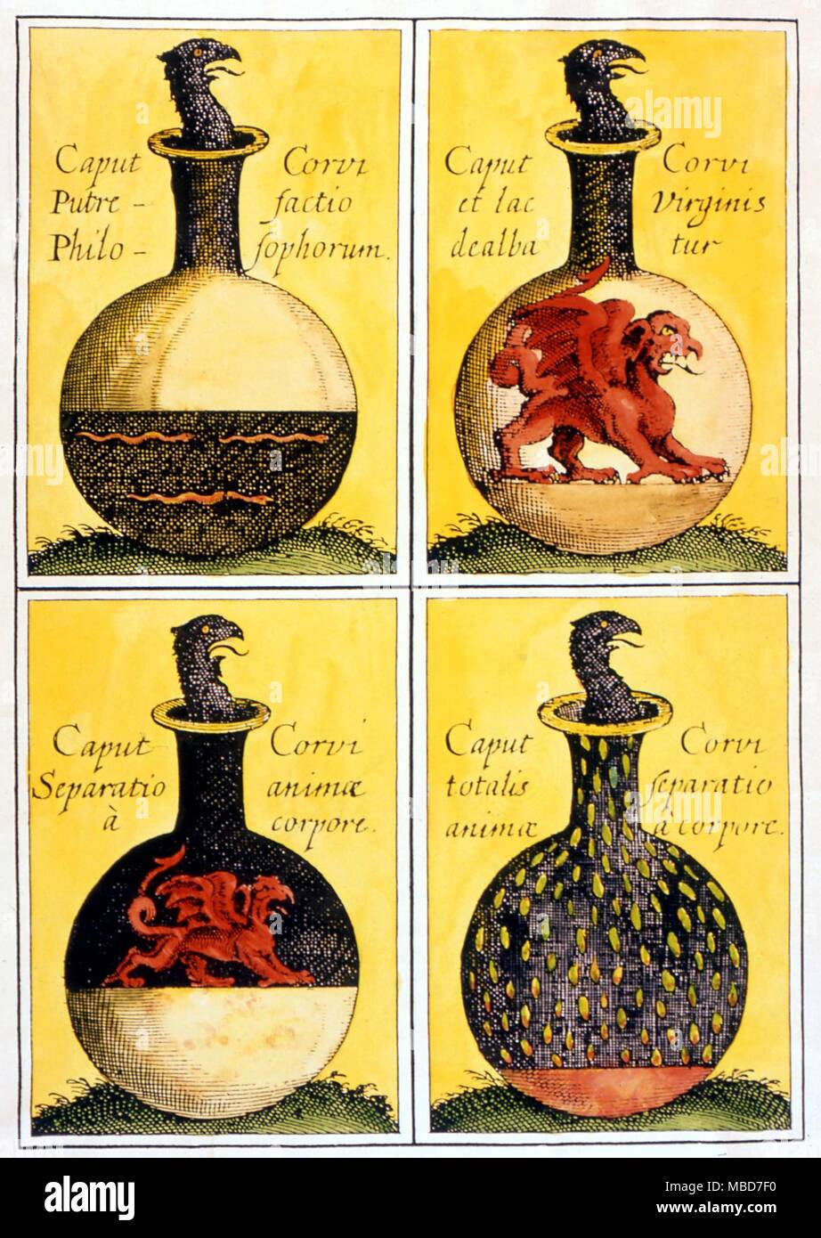 Alchemy - Head of the Crow - Four symbolical alchemical plates describing the processes in the production of the stone. The head of the Crow and the Red Lion. From 'Anatomia Auri' by J. D. Mylius, 1628 Stock Photo