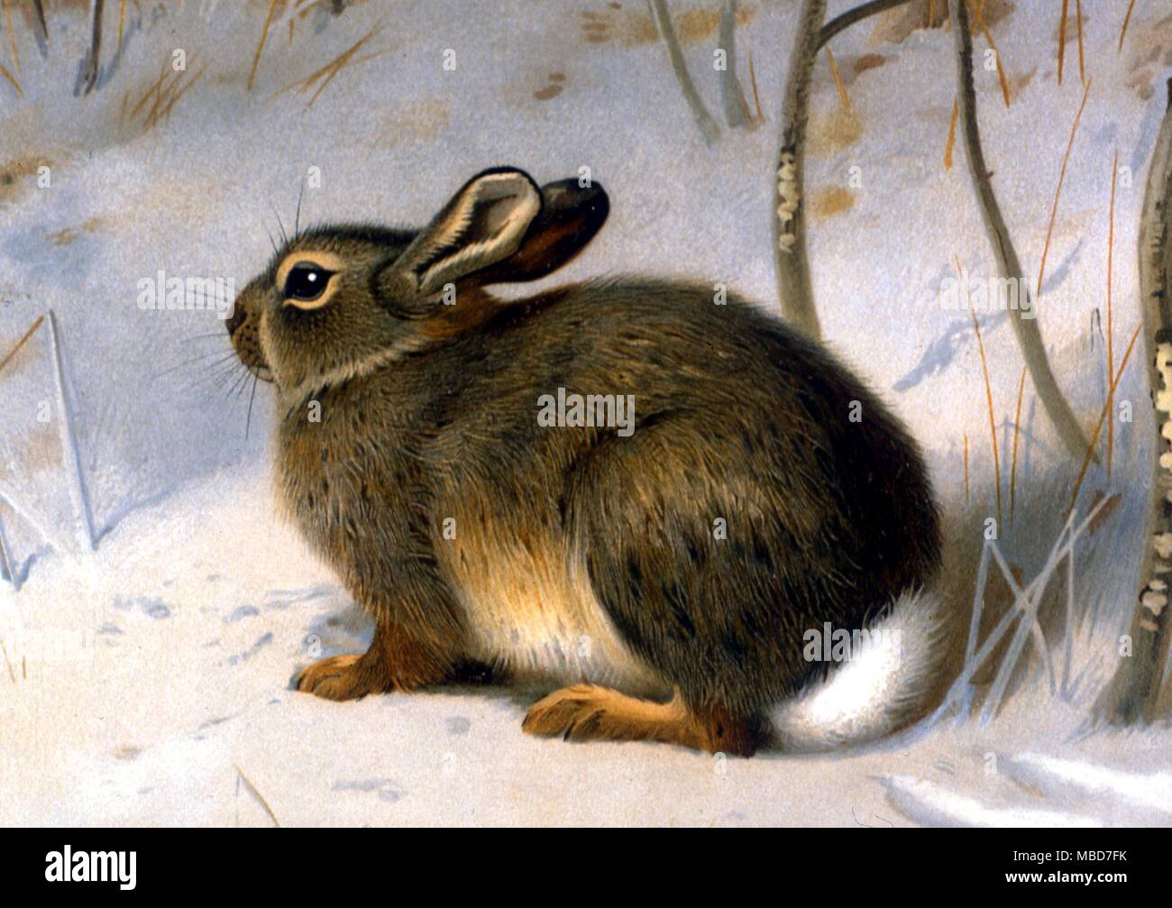 Rabbit - Lithographic plate of 1902 from J. G. Millais, 'The Mammals of Great Britain' 1906 Stock Photo