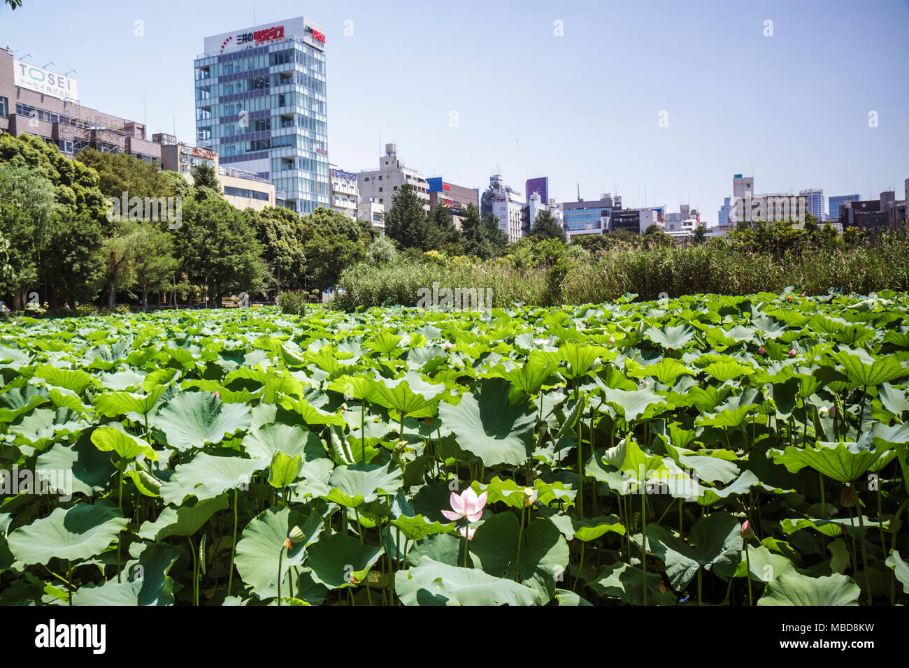 Ueno Koen Park High Resolution Stock Photography and Images - Alamy