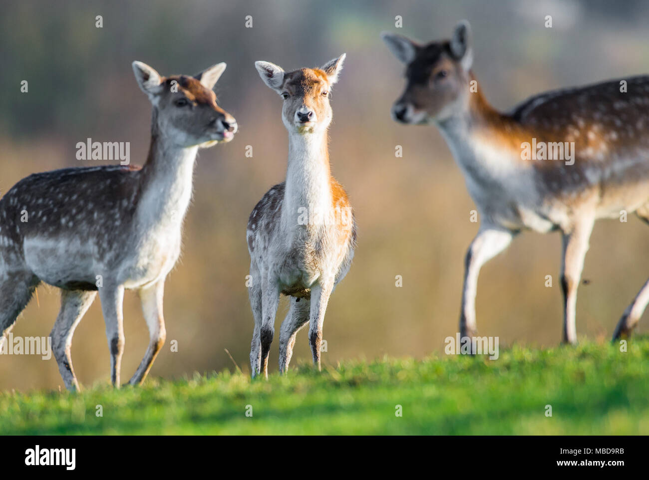 Fallow Deer in the early morning sunshine, Thursday 25 January 2018, at Avon Valley adventure and Wildlife Park near Bristol.  The deer seemed happy t Stock Photo