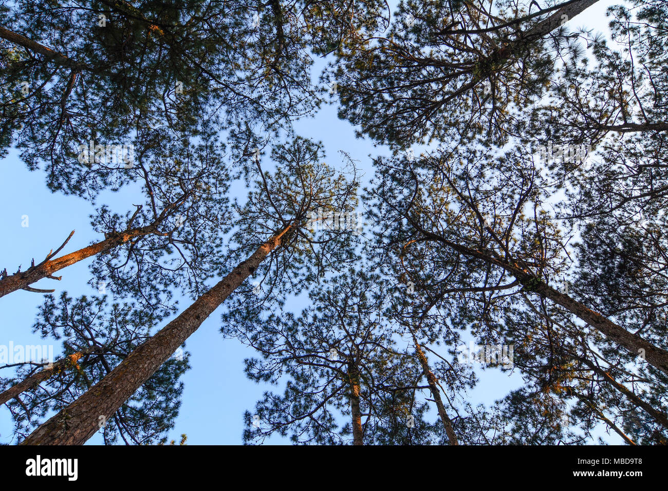 Pine trees at forest under blue sky in summer day Stock Photo - Alamy