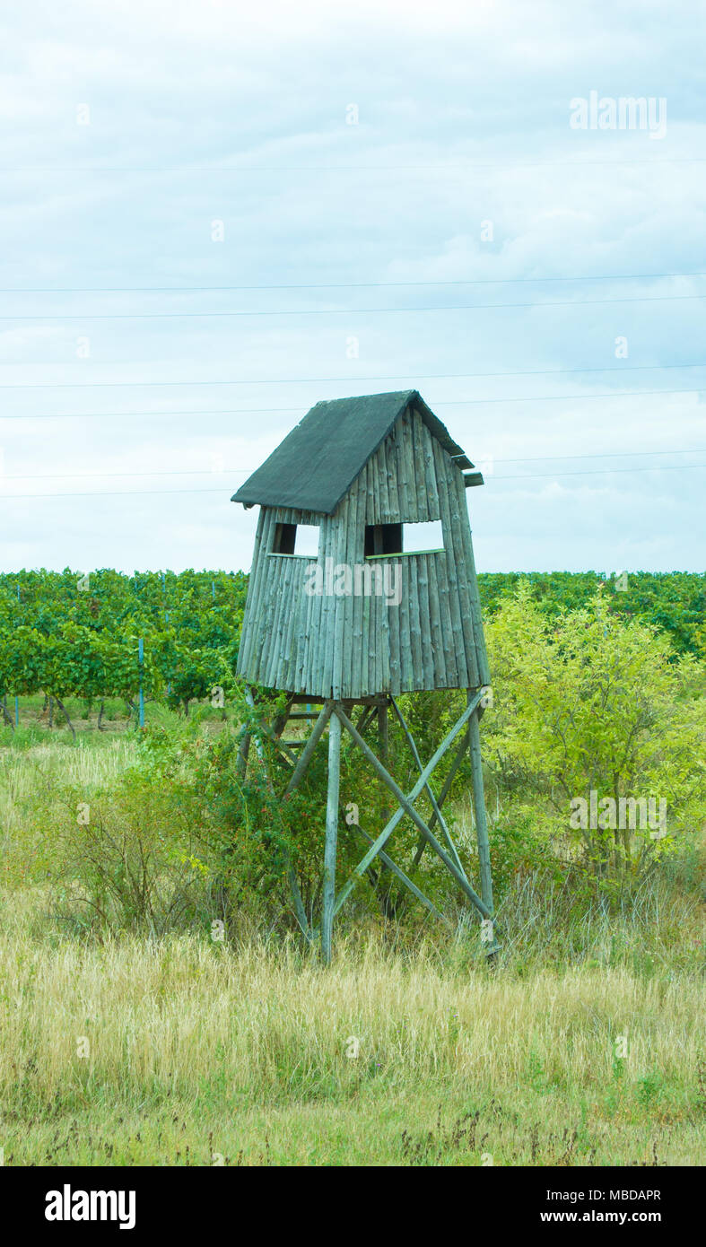 The grapevine grows around the wooden shed for the guard. Stock Photo