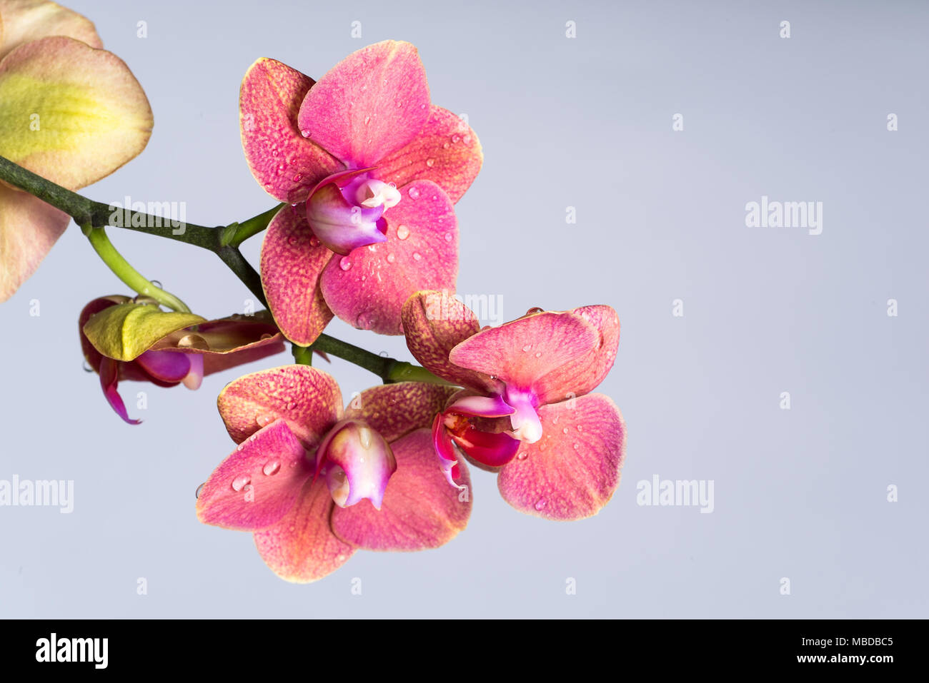 pink orchid, background white Stock Photo