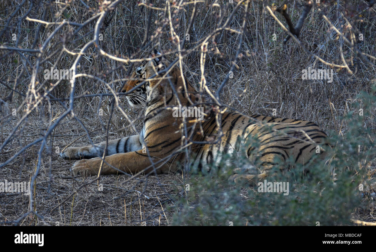 wild Tiger in Ranthambhor national park, India Stock Photo