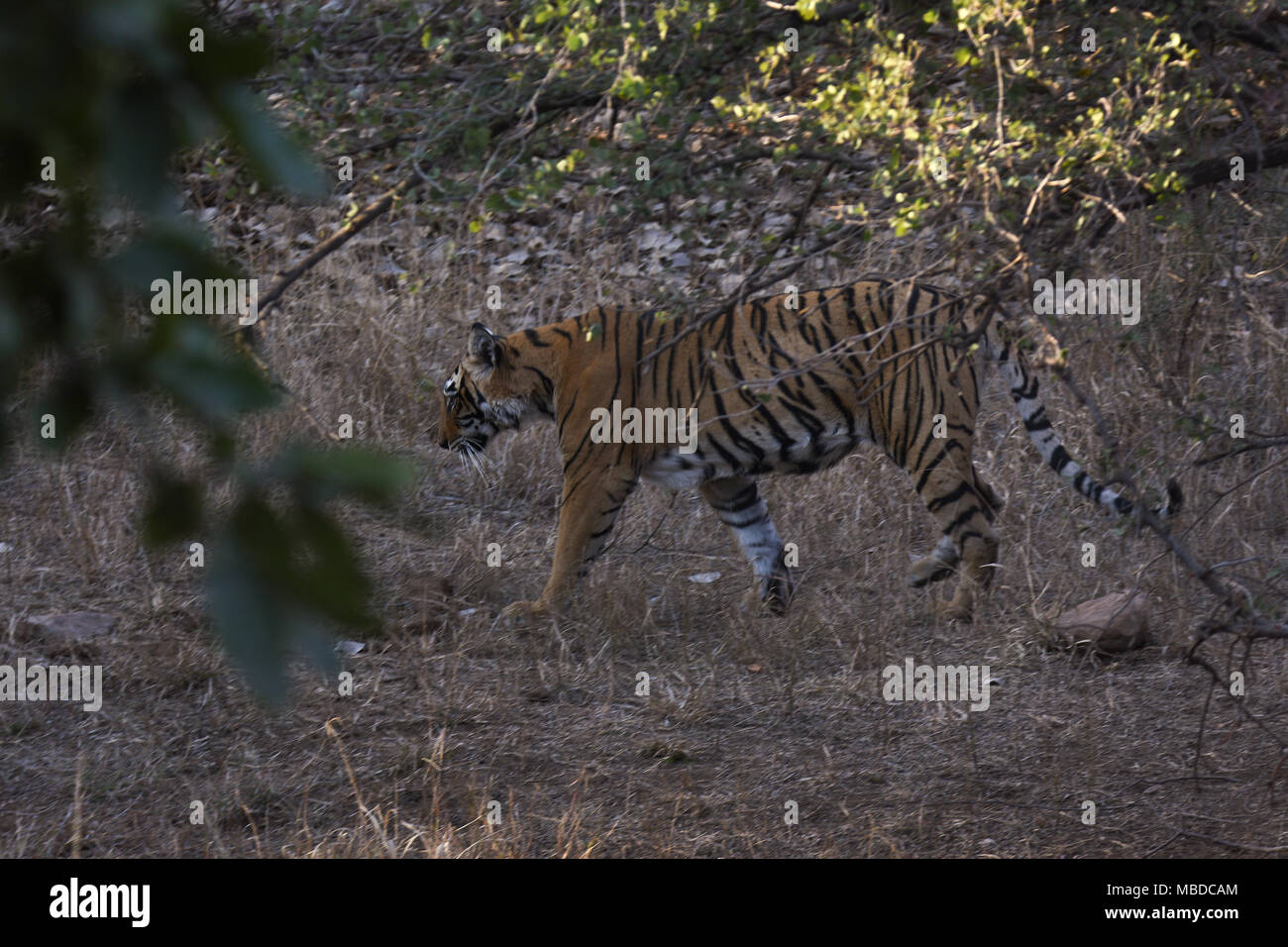 wild Tiger in Ranthambhor national park, India Stock Photo