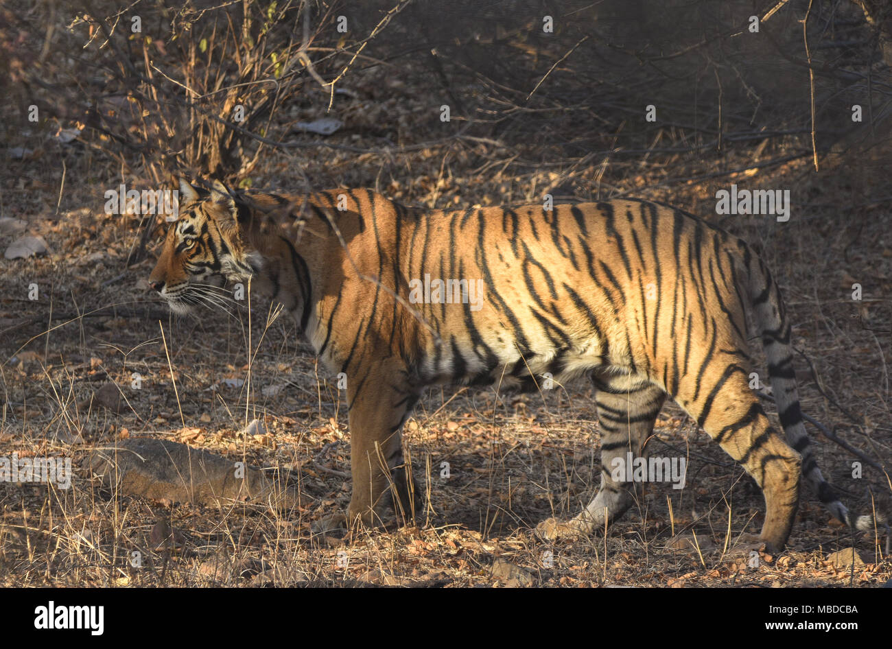 wild Tiger in Ranthambhor national park, India Stock Photo